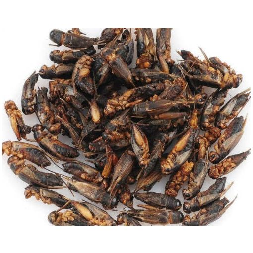 Trópus Dried Cricket - Szárított tücsök 40 g